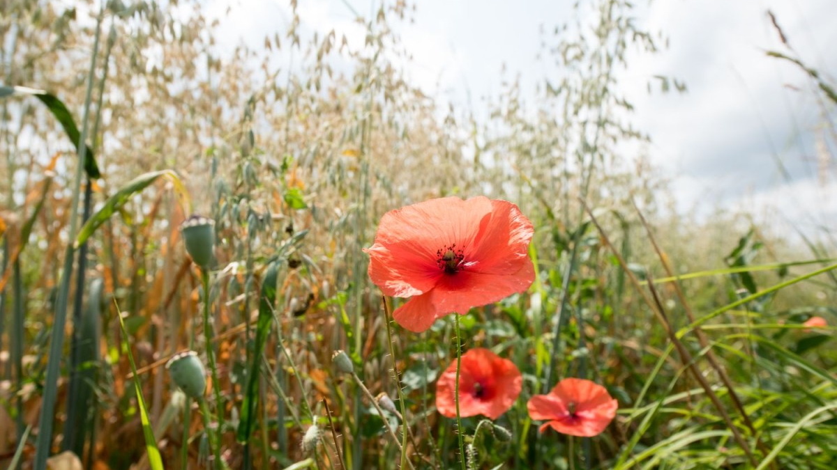 Vielfalt auf den Äckern