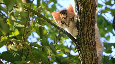 Katze auf Baum