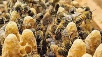 Bienen und Honigwaben