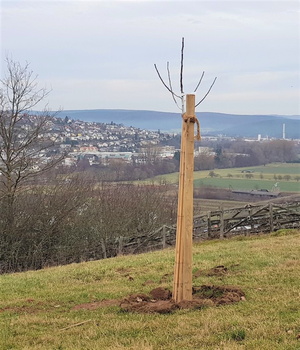 Frisch gepflanzter Baum