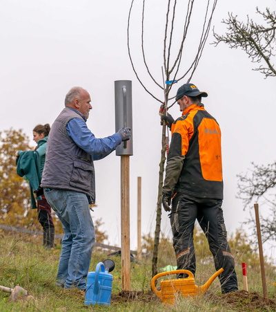Ein Pfahl wird in den Boden gedrückt