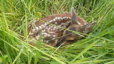 Rehkitz i Gras