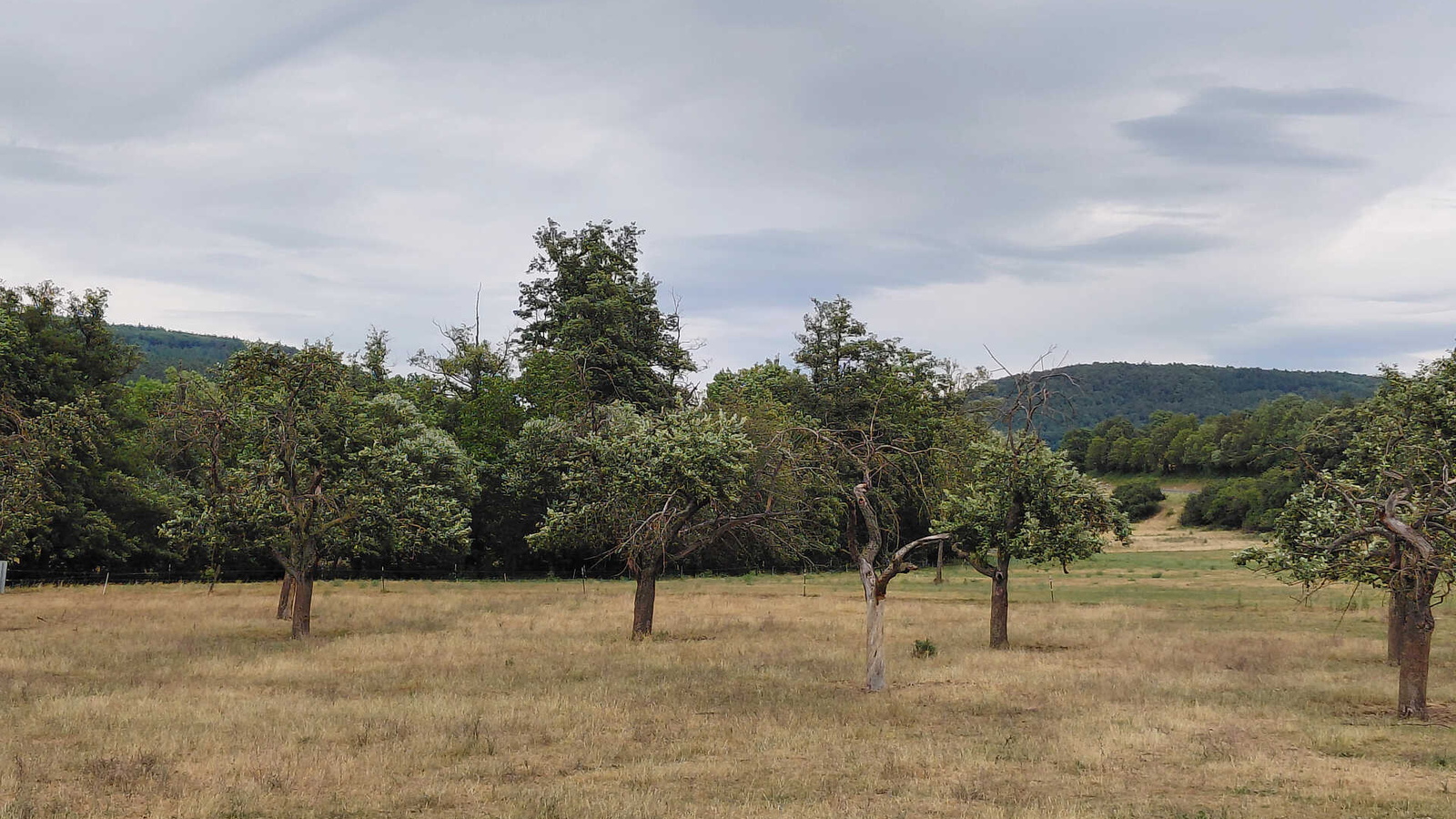 Bäume auf einer verbrannten Wiese
