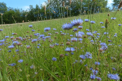 Das in Bayern gefährdete Berg-Sandglöckchen
