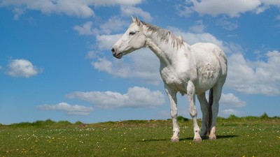 Weißes Pferd