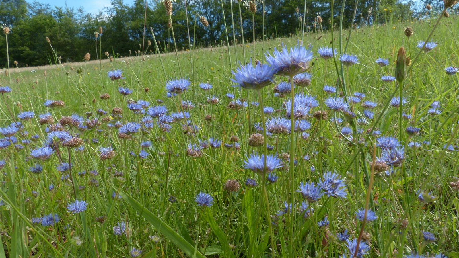 Das in Bayern gefährdete Berg-Sandglöckchen