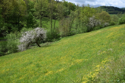 Naturnaher Bachlauf mit begleitendem Gehölzsaum