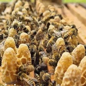 Bienen und Honigwaben