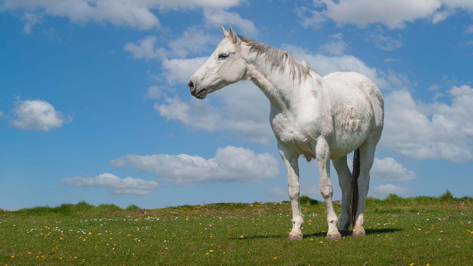 Weißes Pferd