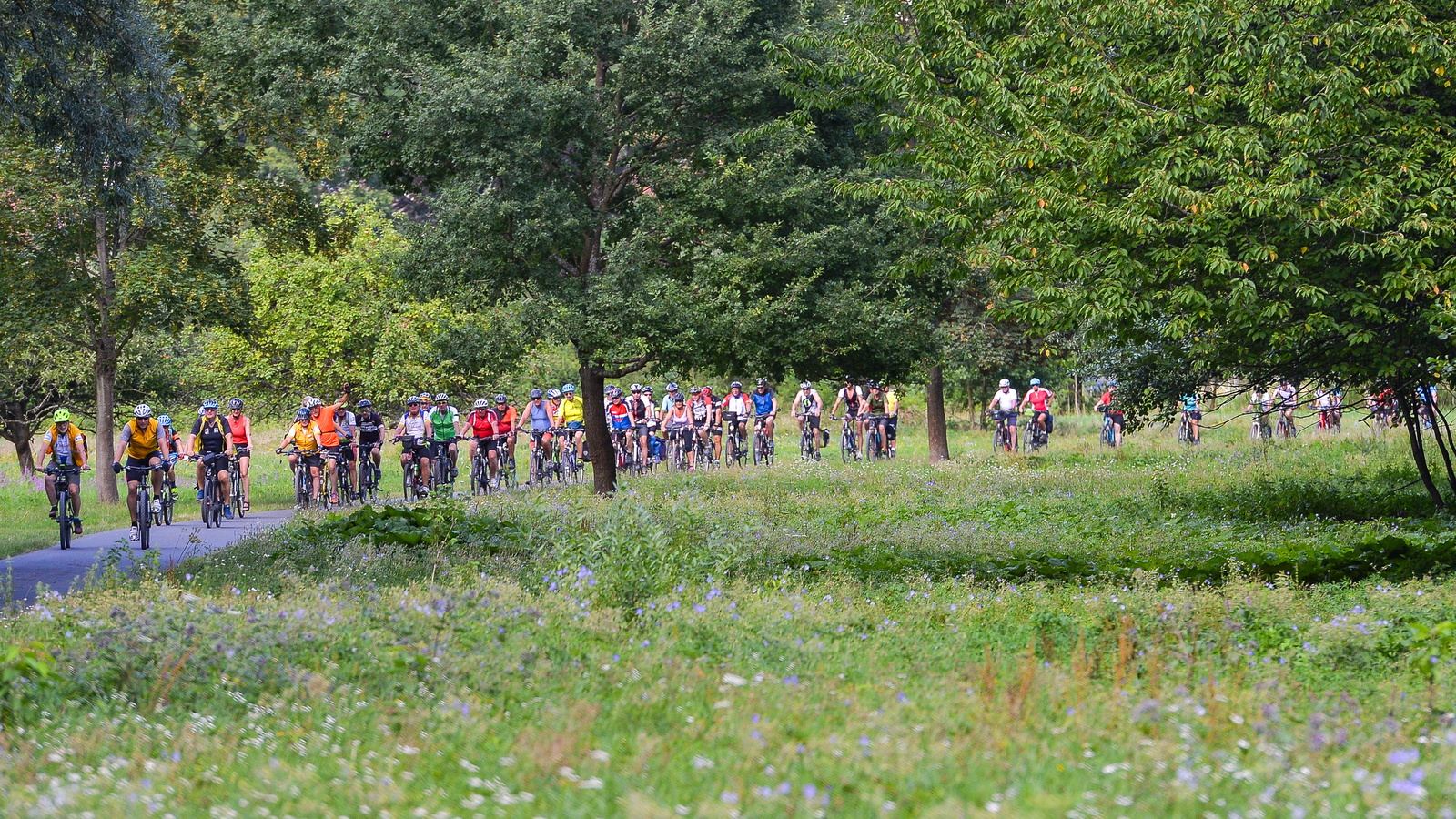 Fahrradkolonne im Grünen
