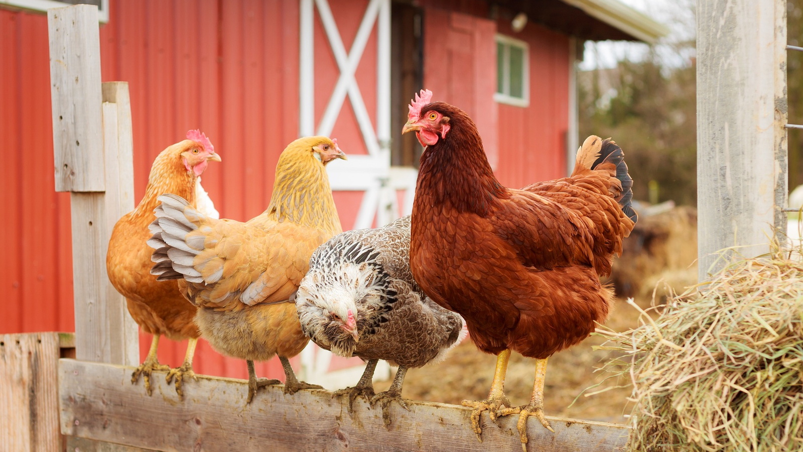 Hühner auf Bauernhof
