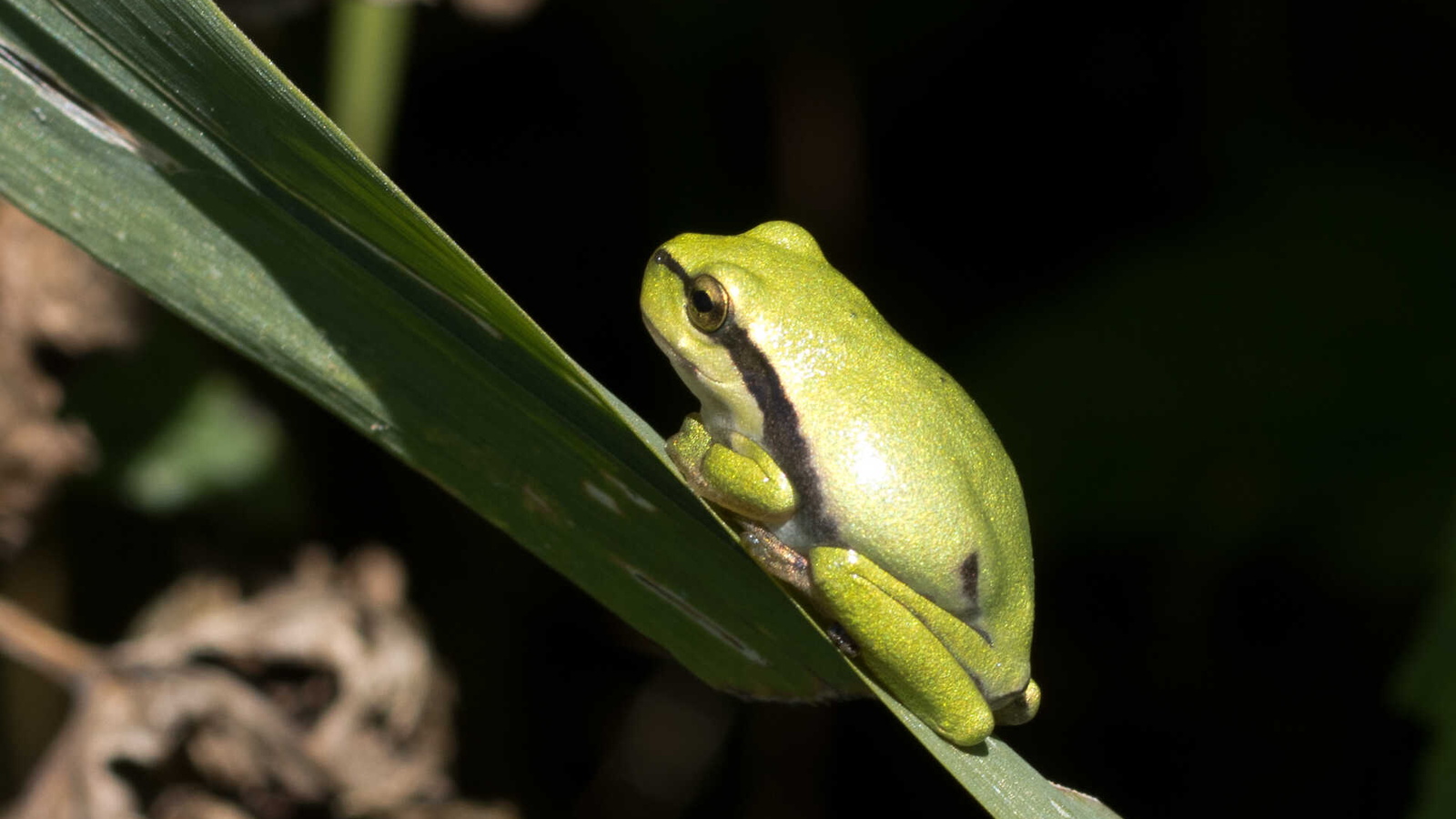 Laubfrosch auf Blatt