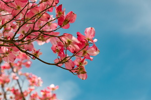 Kirschblüten am Zweig vor blauem Himmel