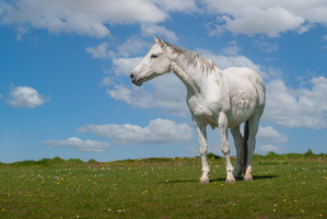 Weißes Pferd
