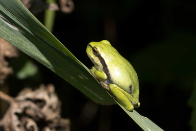 Laubfrosch auf Blatt